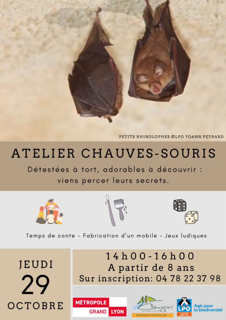 atelier chauves souris MAJ 2910 1 768x1086